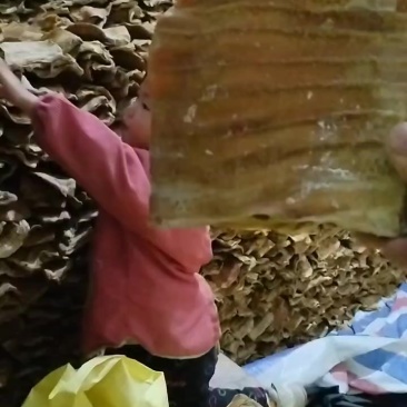 高海拔笋干