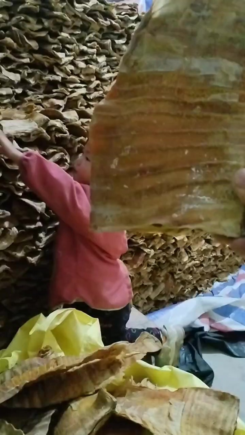 高海拔笋干