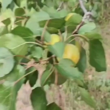 产地金太阳，杏，大量上市