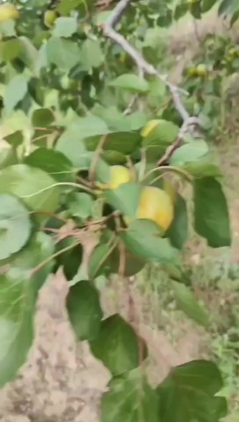 产地金太阳，杏，大量上市