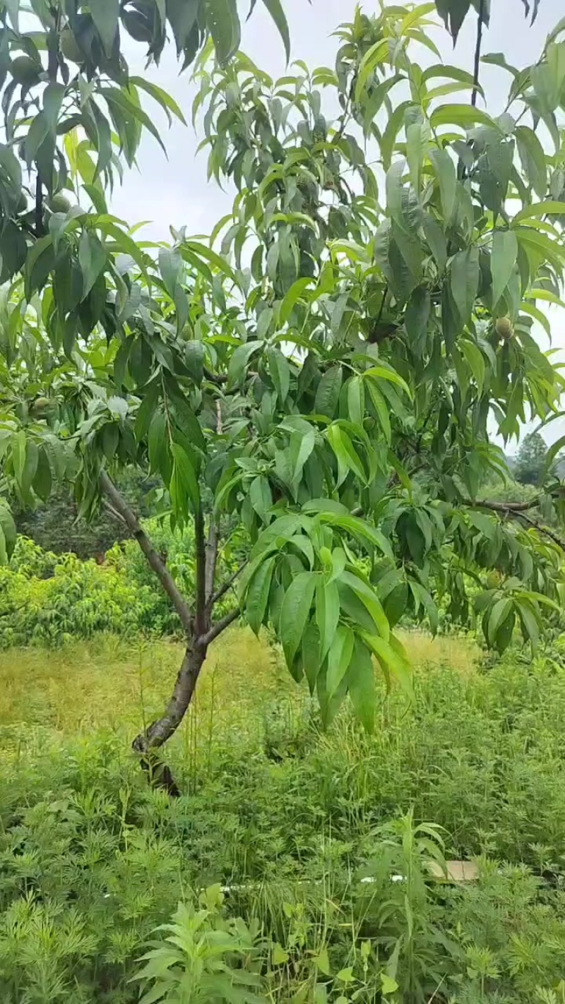 锦绣黄桃
