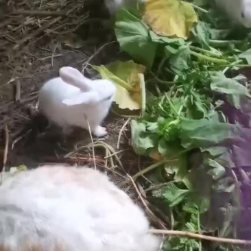 大白兔