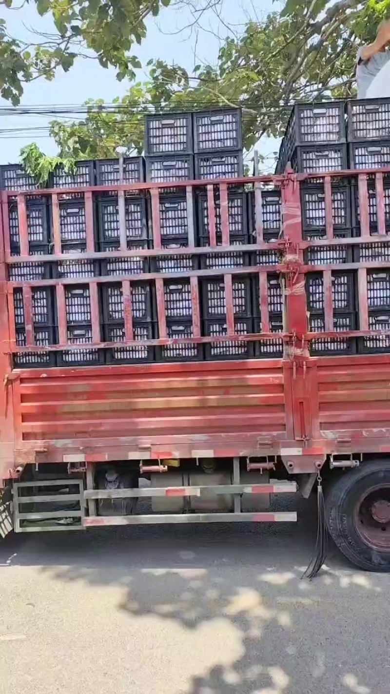 陕西油桃个大口感哇塞，一手货源，全国发货！