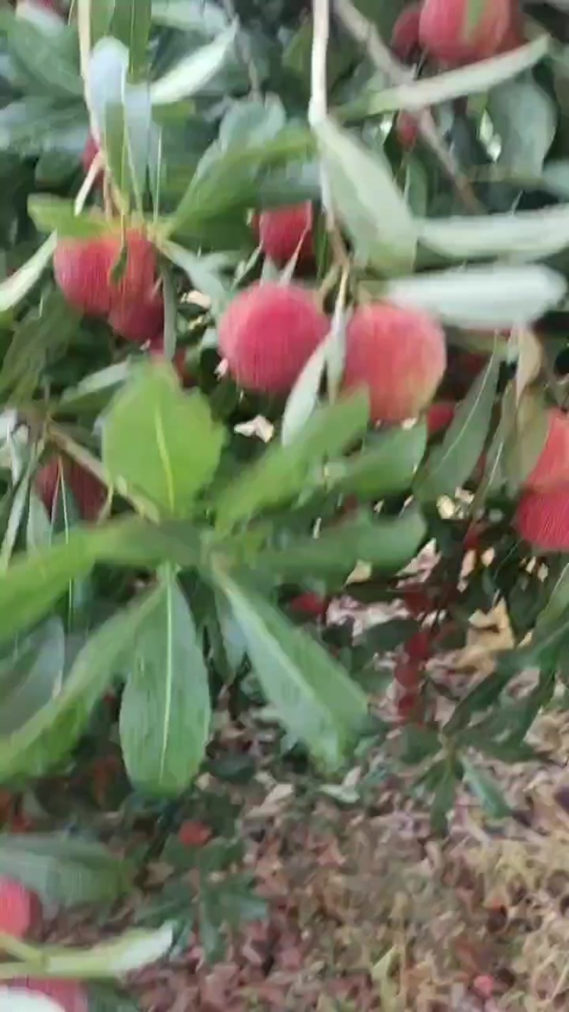 高山。东魁杨梅
