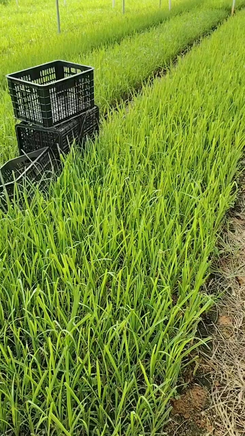 甘蔗组培苗