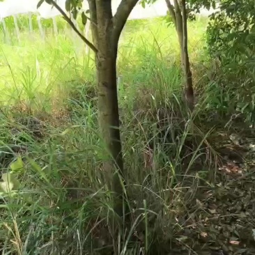桂花树