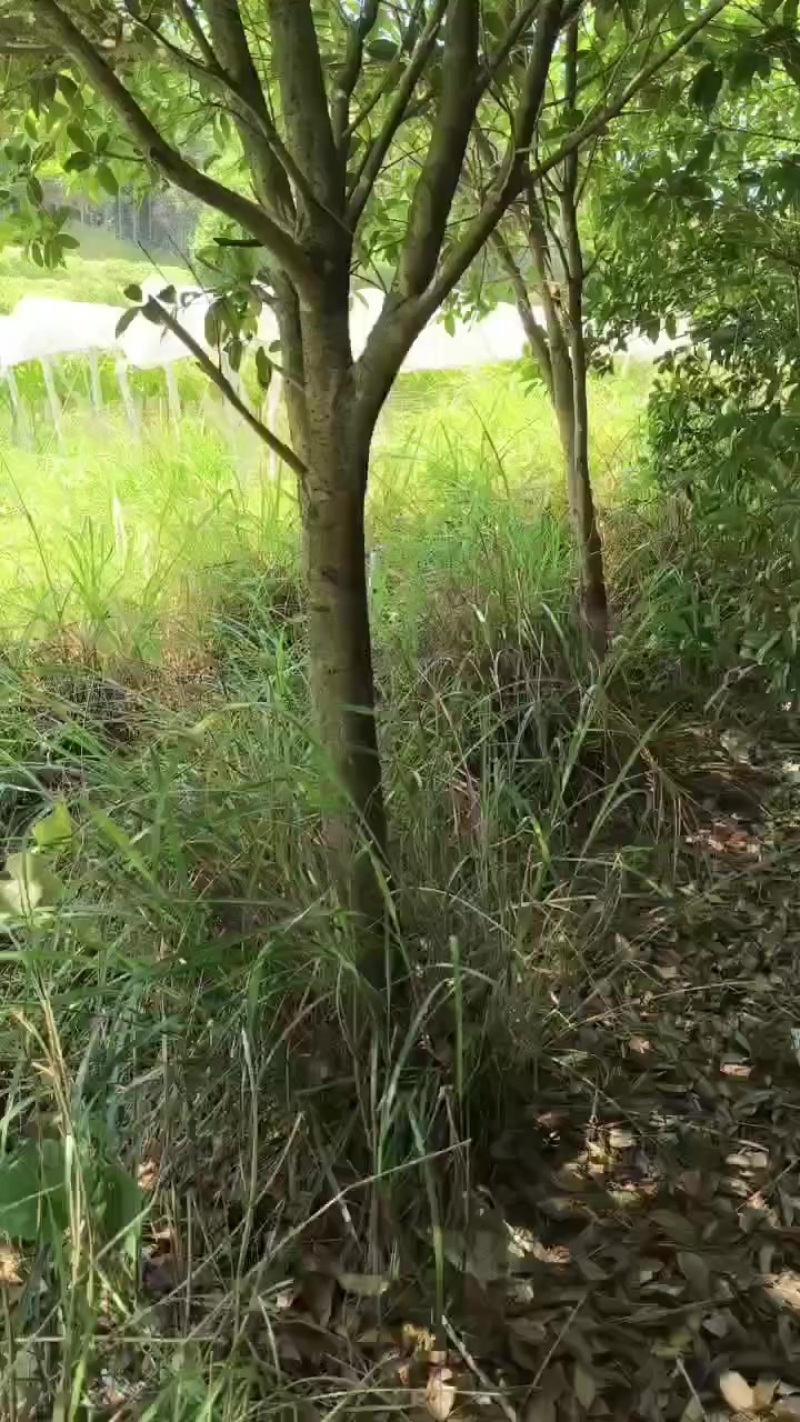 桂花树
