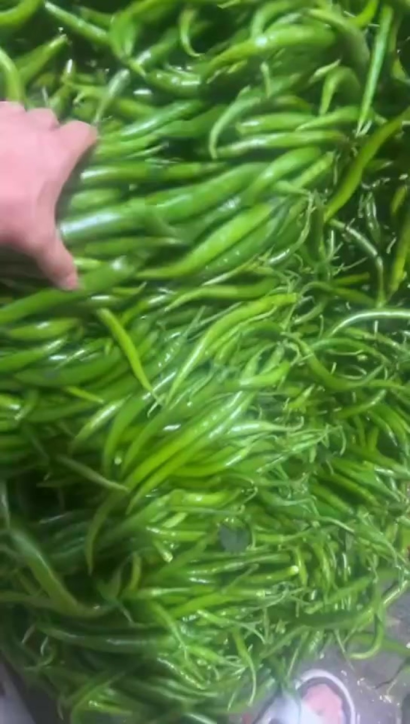 电商线椒