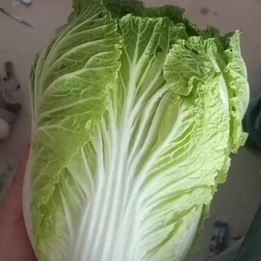 黄心白菜