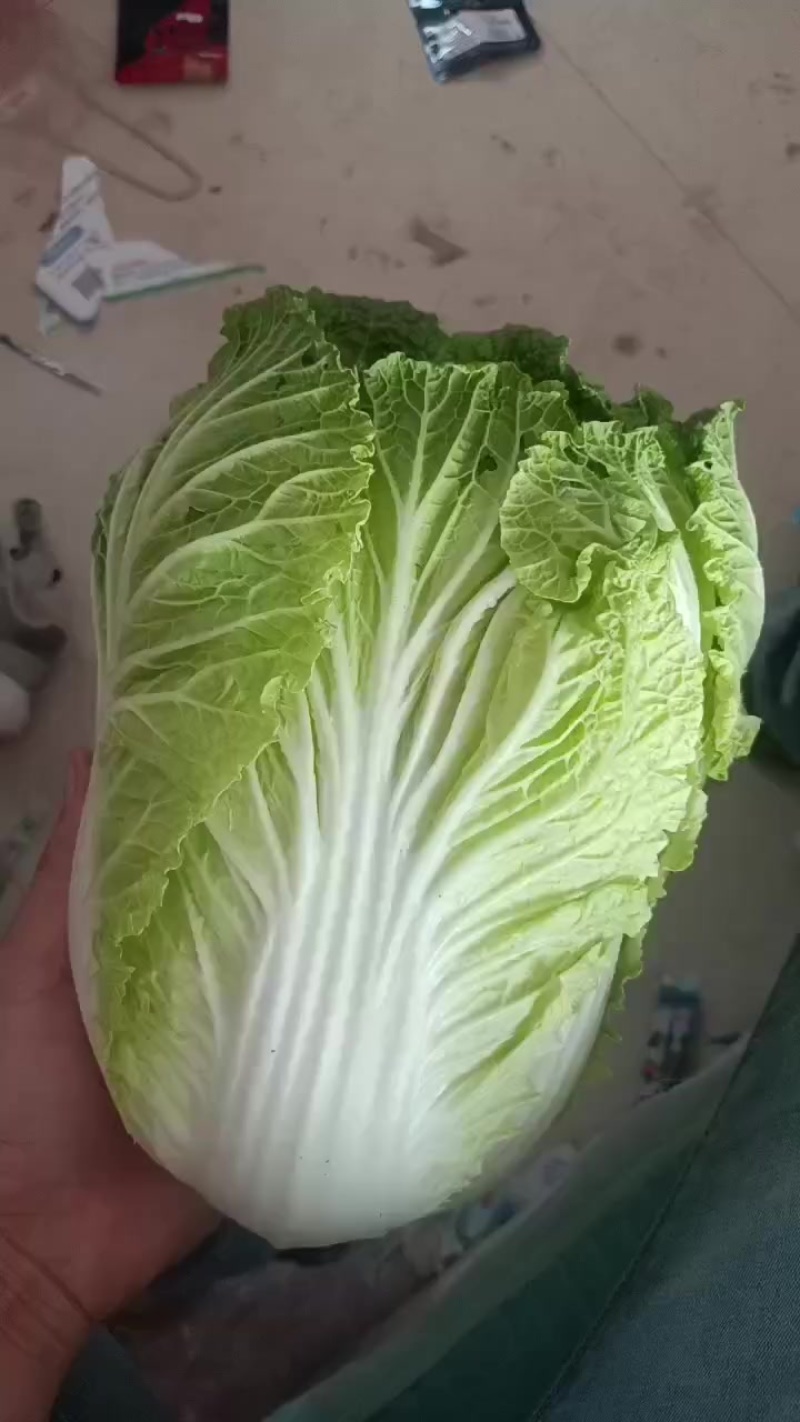 黄心白菜