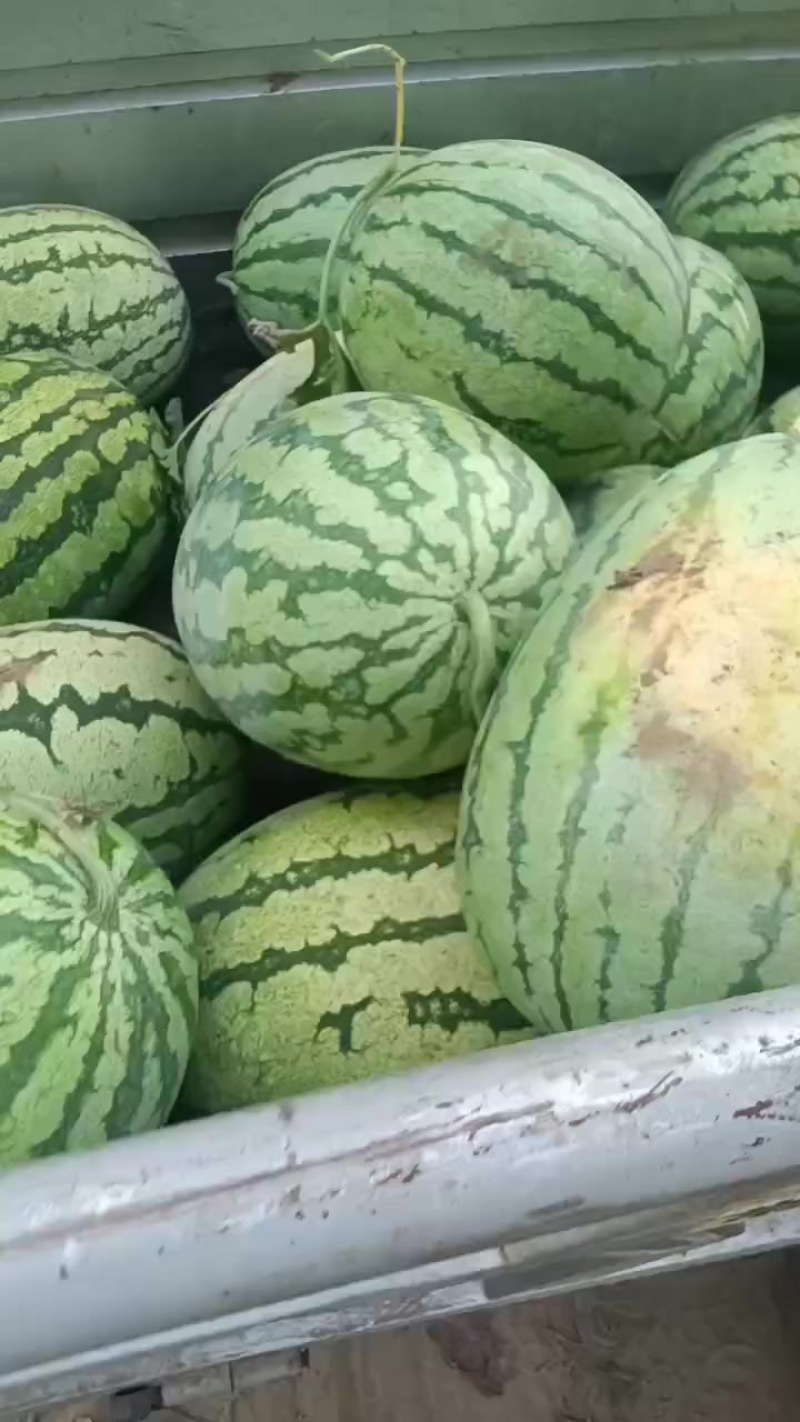 金花西瓜