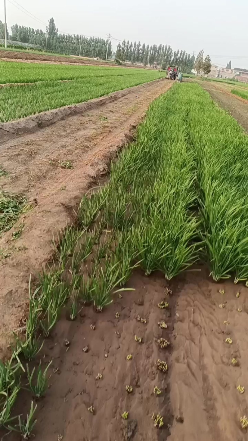 韭菜