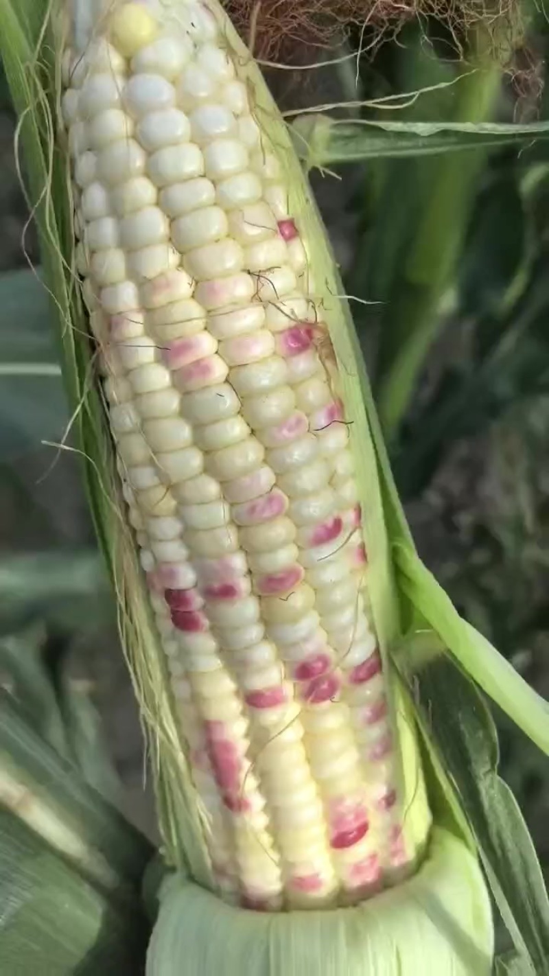 花糯玉米