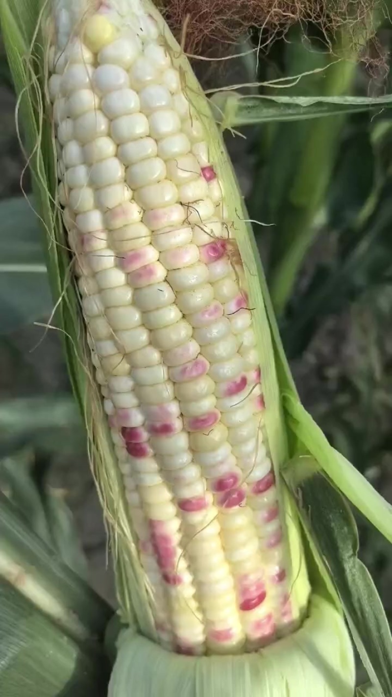 花糯玉米