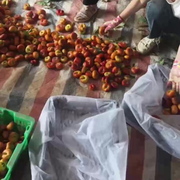 精品蟠桃
