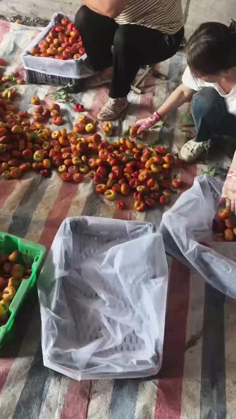 精品蟠桃