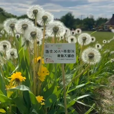 黑龙江大兴安岭野生蒲公英
