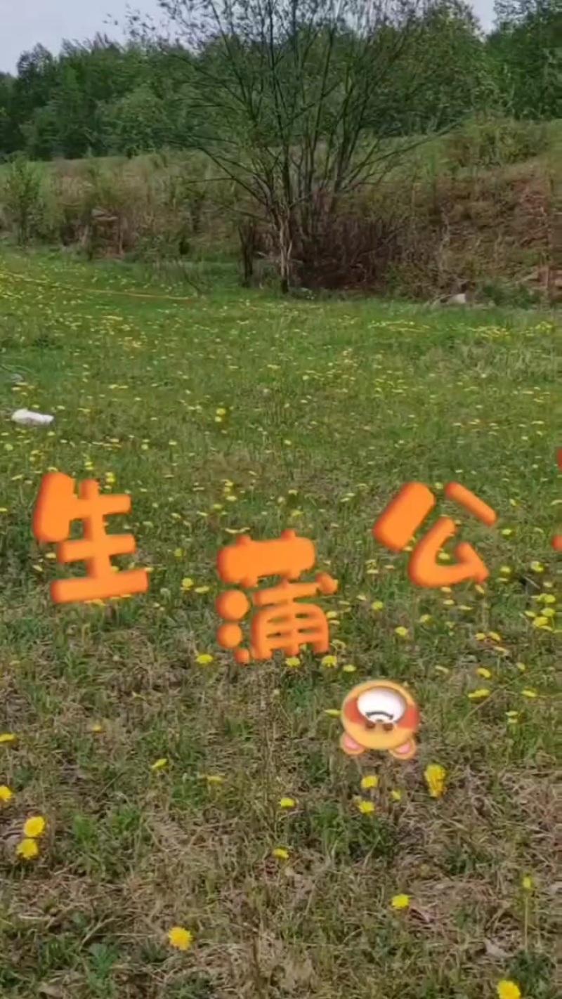 黑龙江大兴安岭野生蒲公英