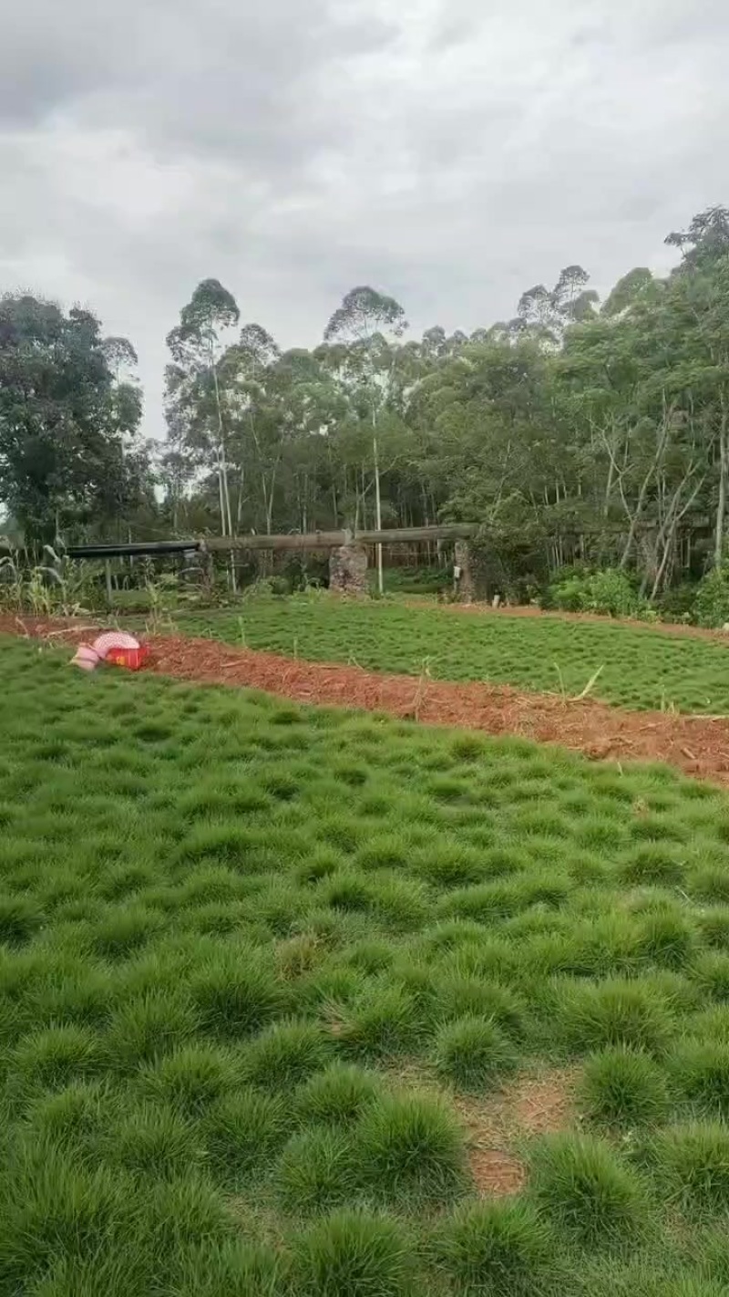 草皮