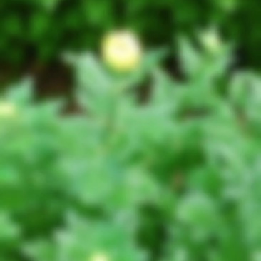 黄白菊花