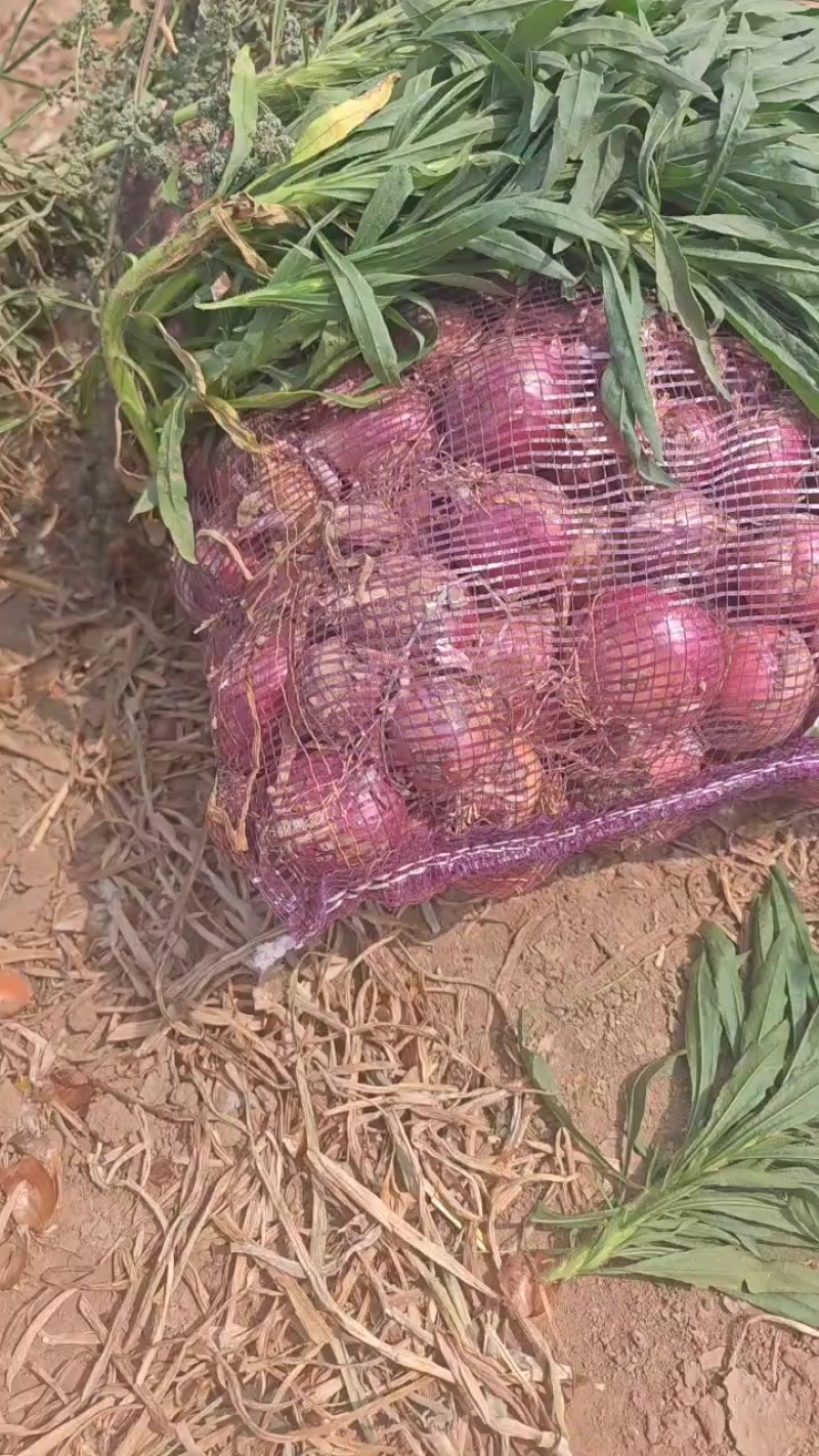 水果洋葱