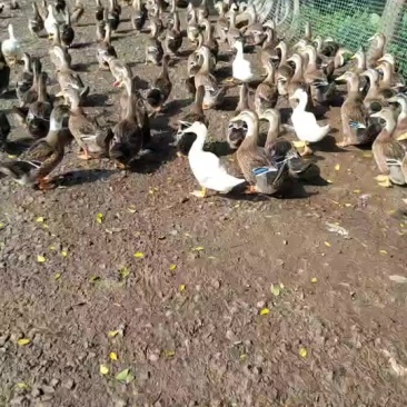 大小车都接受