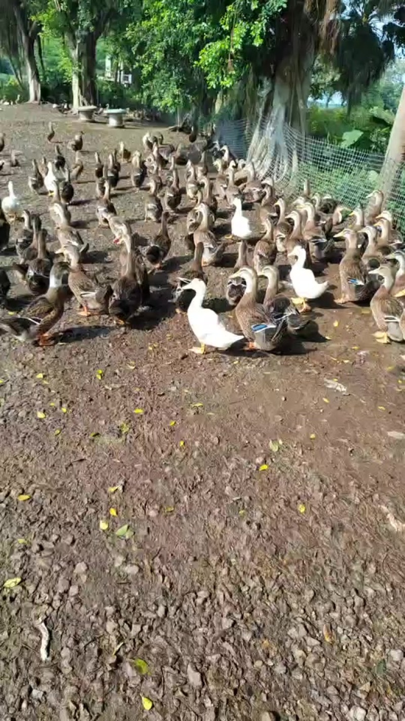大小车都接受