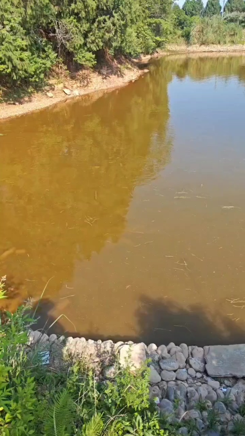 草鱼