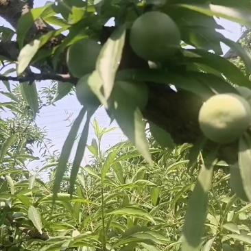 峨眉山特产苦皮李子