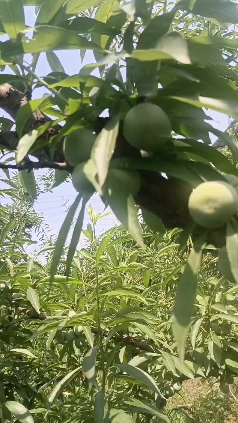 峨眉山特产苦皮李子