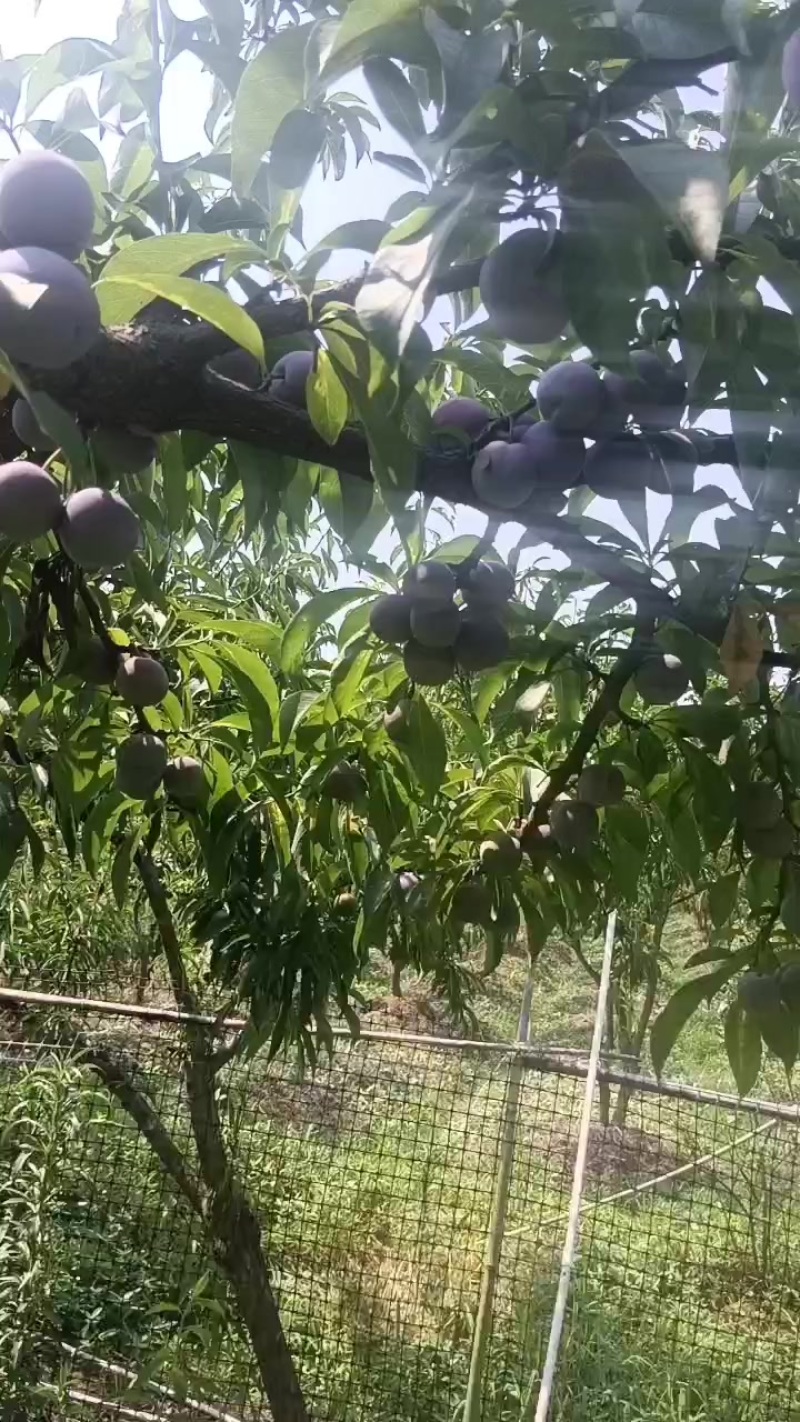 峨眉山特产苦皮李子