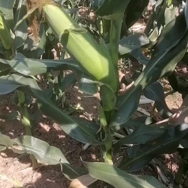 万糯188，颗粒泡满、颜色清秀，