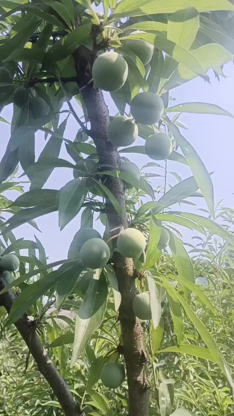 峨眉山特产苦皮李子