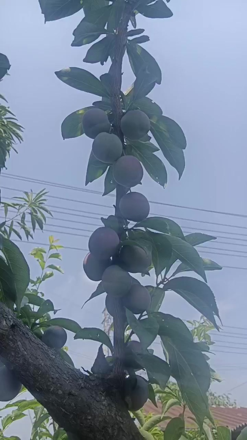 峨眉山特产苦皮李子