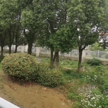 香樟树粗度65公分