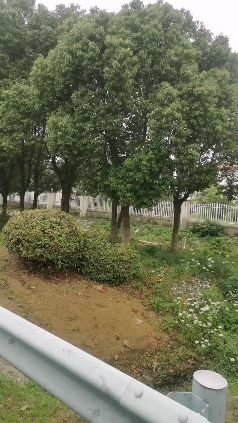 香樟树粗度65公分
