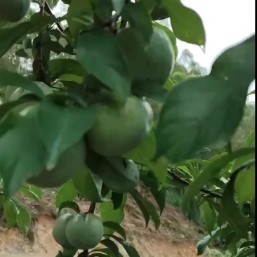 正宗韶关三华李