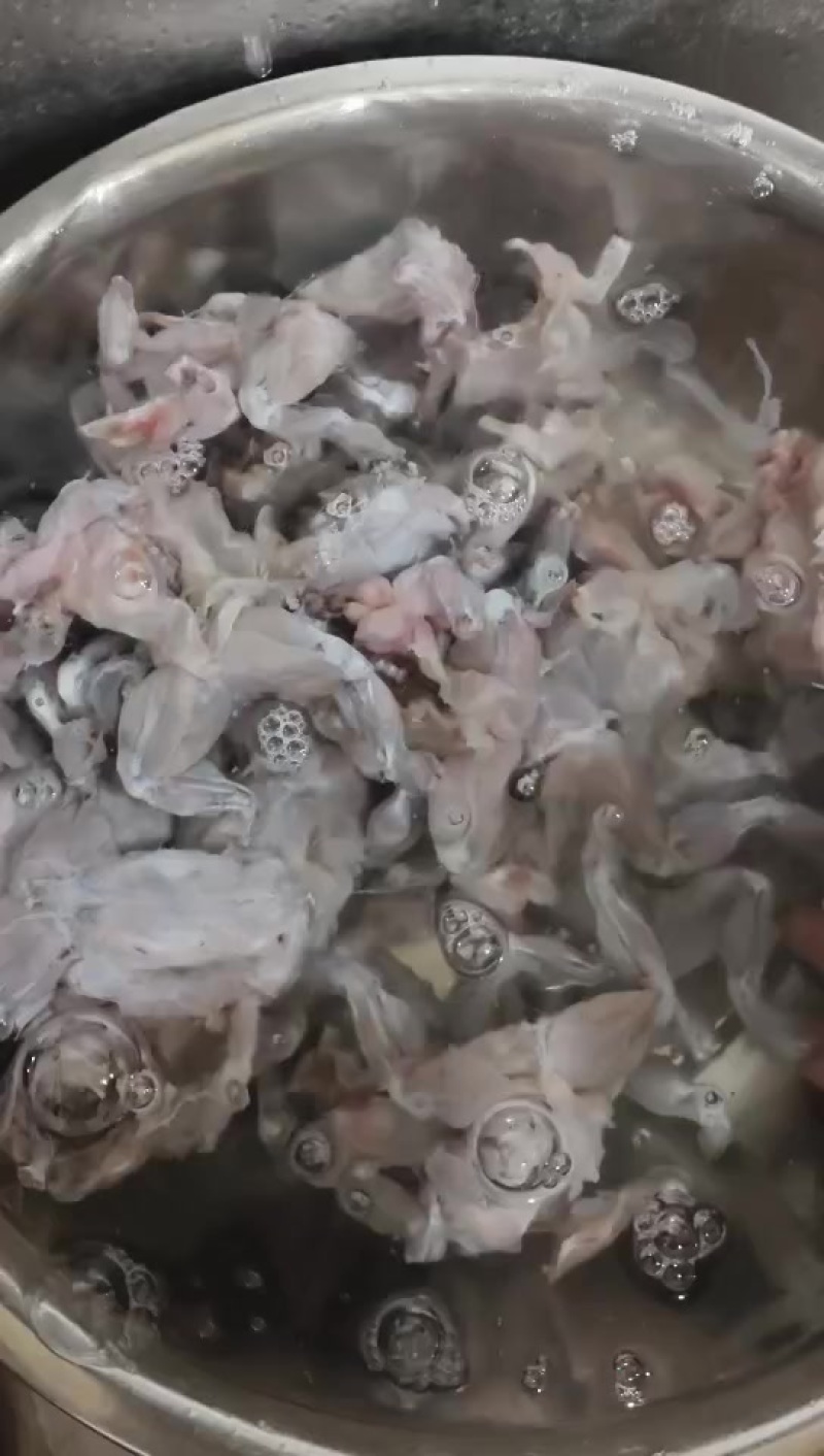 蟾蜍肉肉