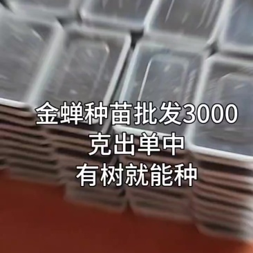 金蝉种苗批发基地直供