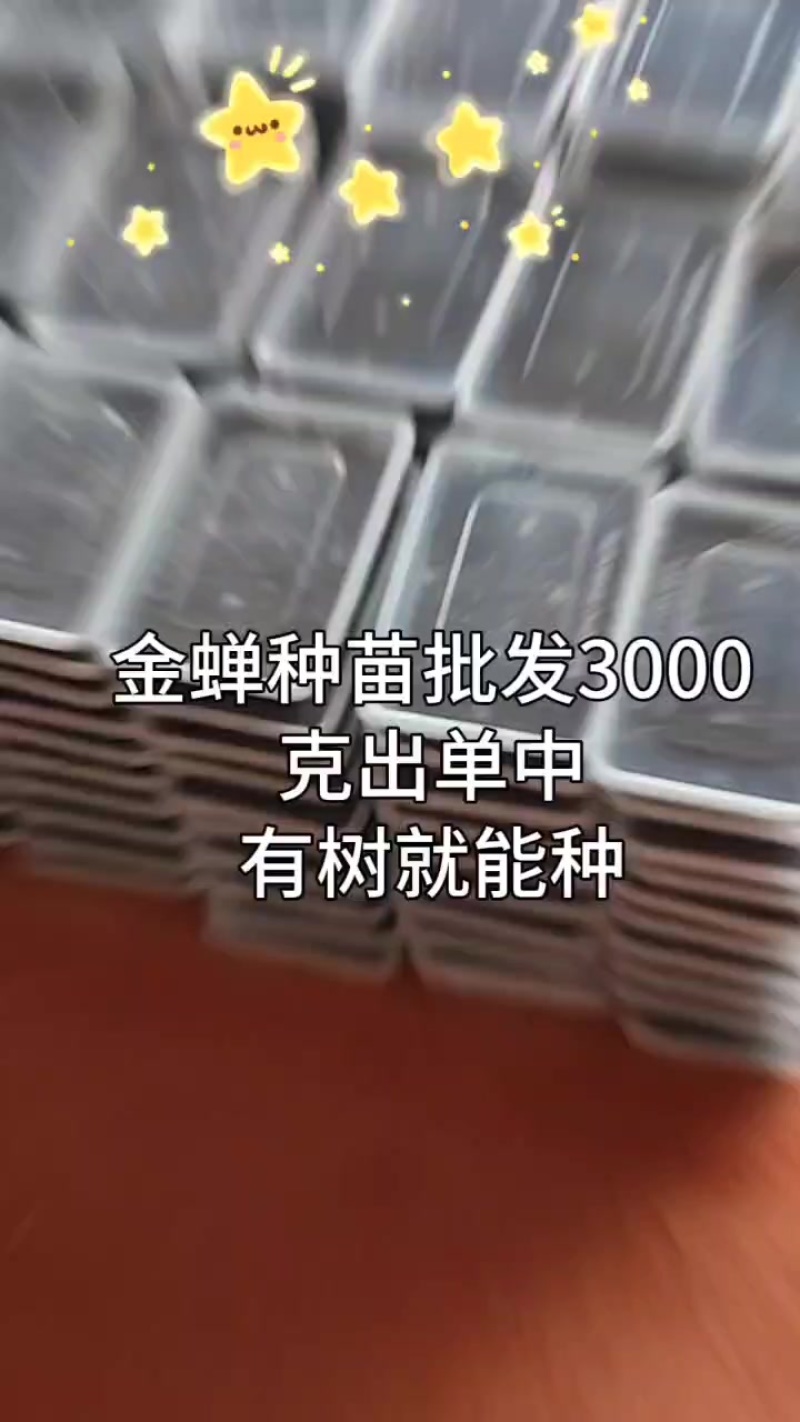 金蝉种苗批发基地直供