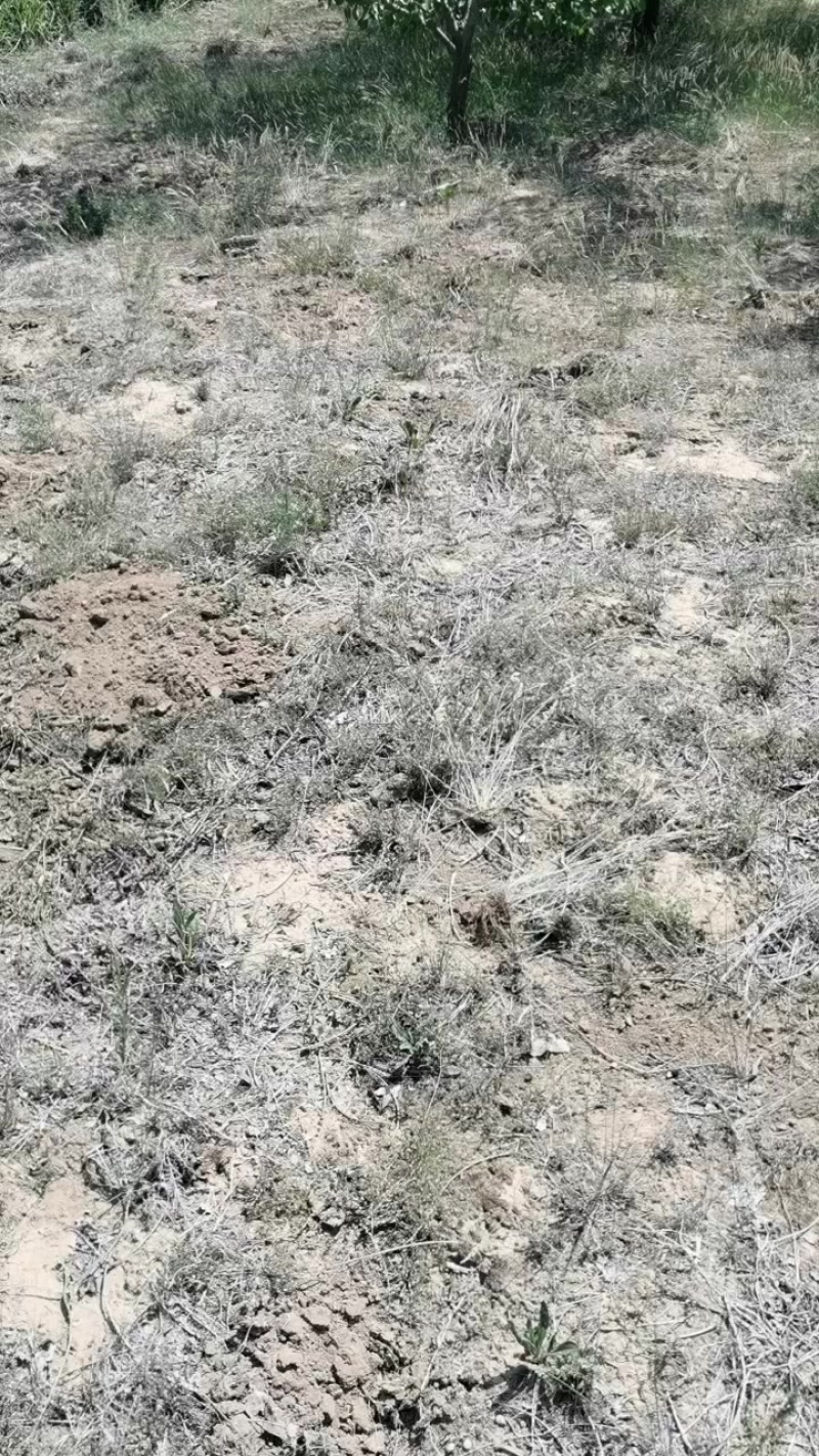 红梅杏