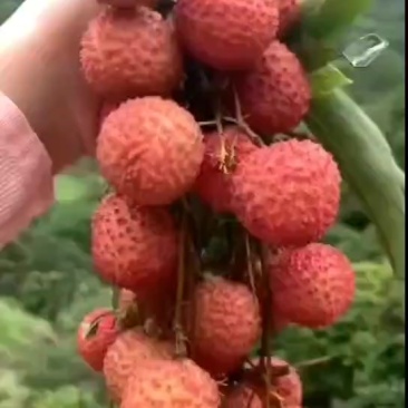 **鲜的荔枝不在市场，更不在超市，而是在你下单的时候它还
