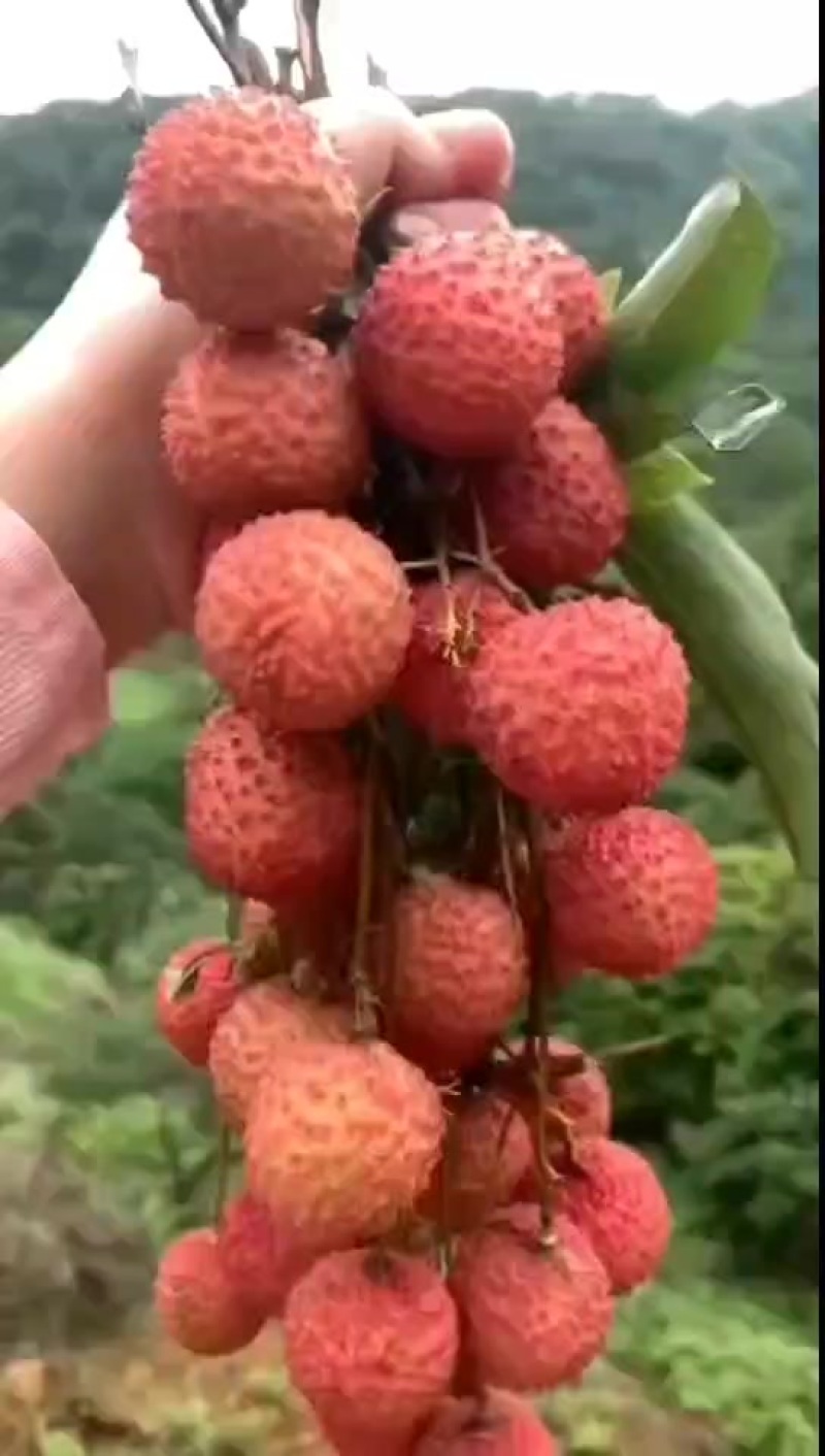 **鲜的荔枝不在市场，更不在超市，而是在你下单的时候它还