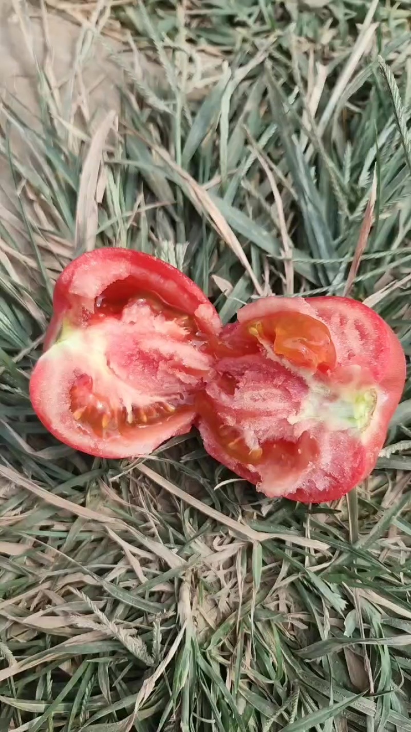 薄皮沙瓤番茄