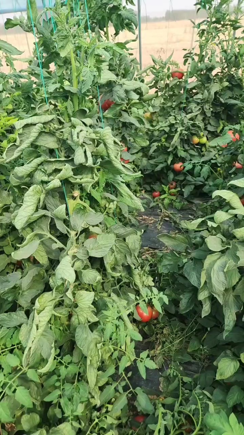 薄皮沙瓤番茄