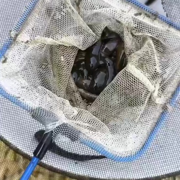 蚂蝗
