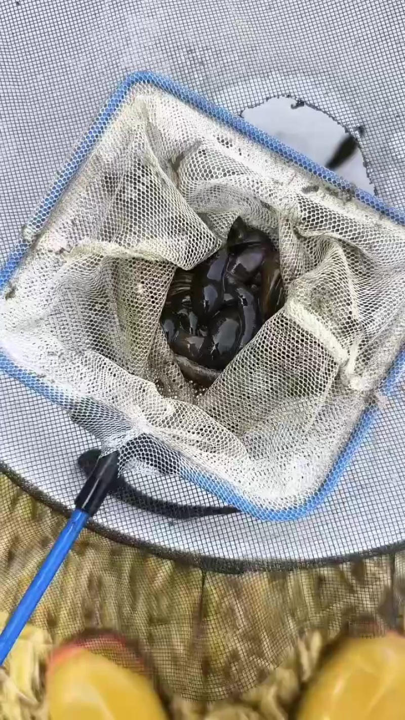 蚂蝗