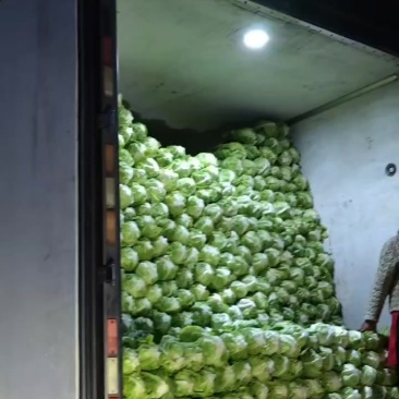 牛心菜