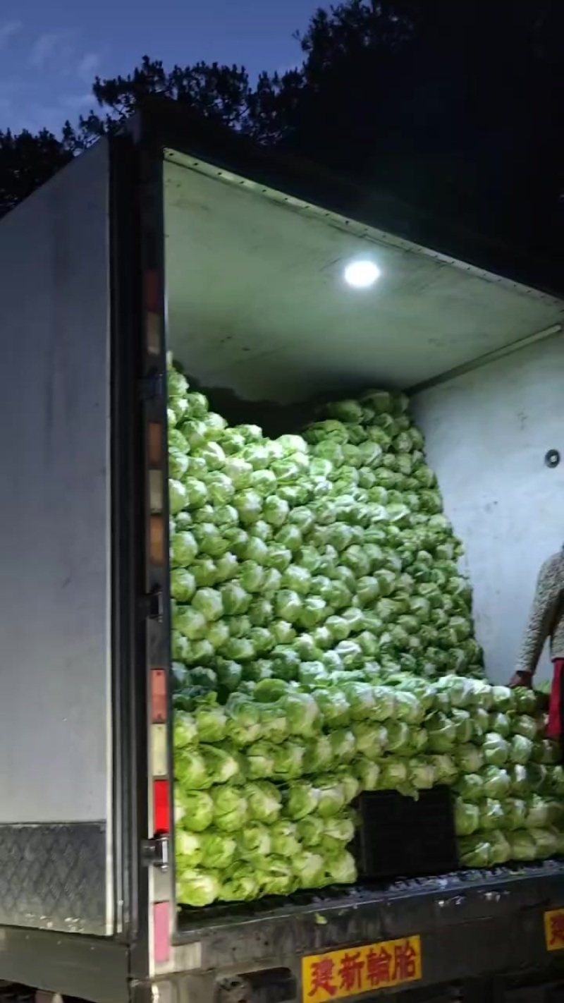 牛心菜