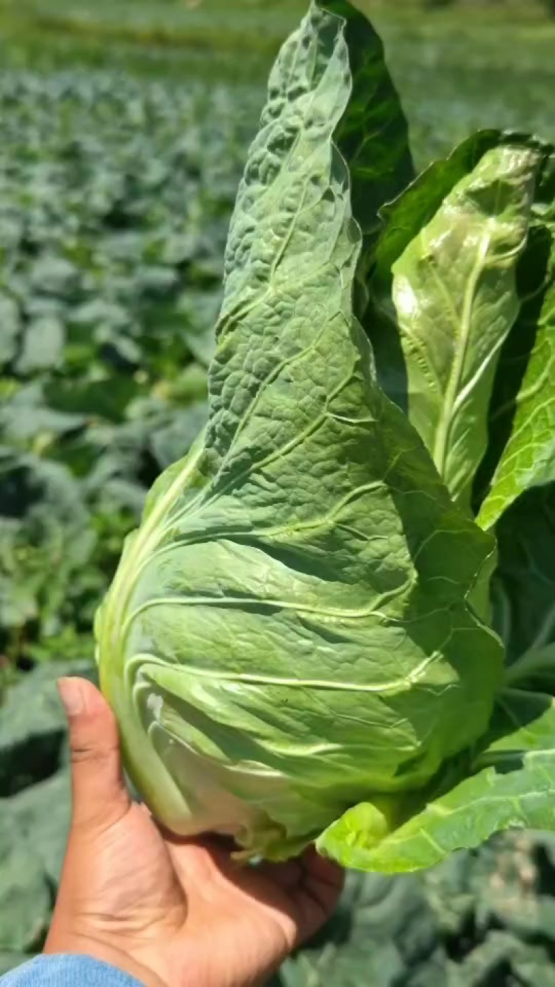 牛心菜
